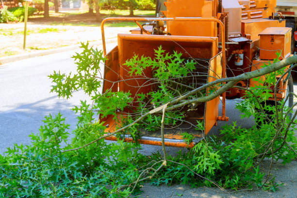 Residential Tree Removal in Dillsburg, PA